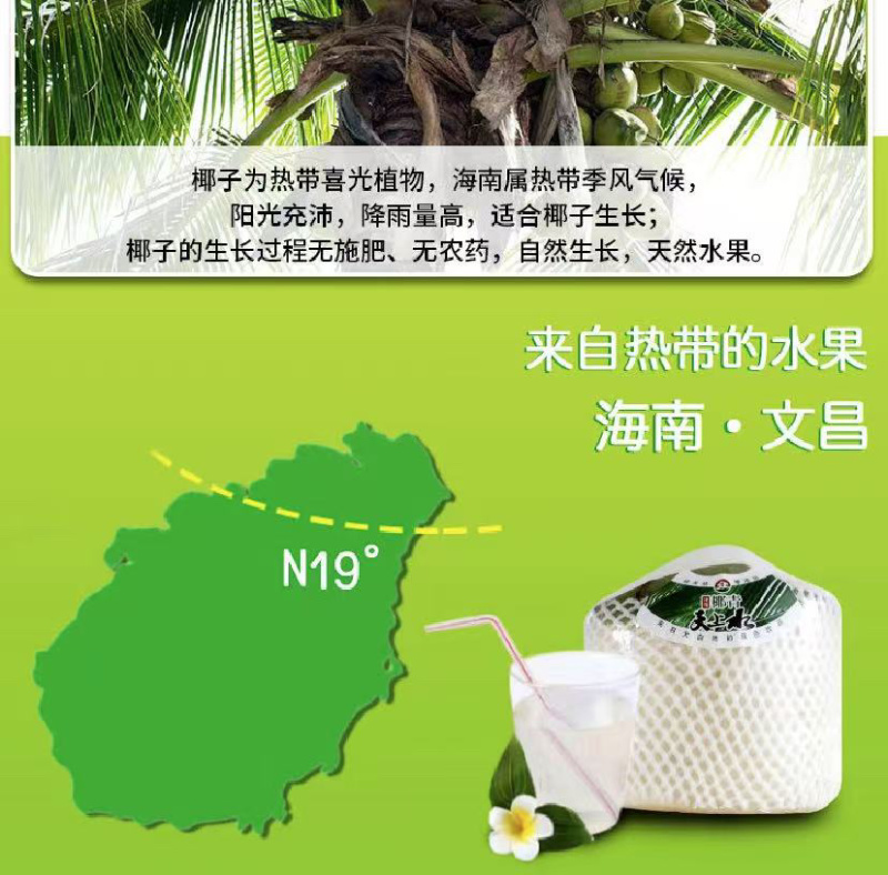椰青批发自家果园量大价格可谈欢迎联系可代办