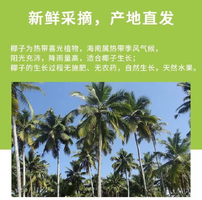 椰青批发自家果园量大价格可谈欢迎联系可代办