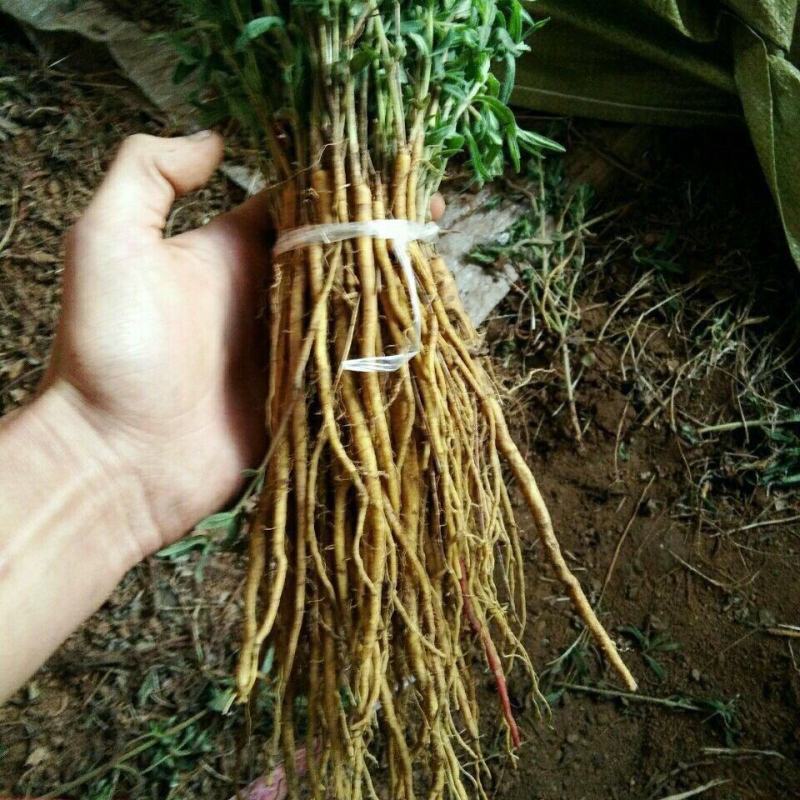 黄芩苗，现挖现发一斤大概300课，一袋1斤