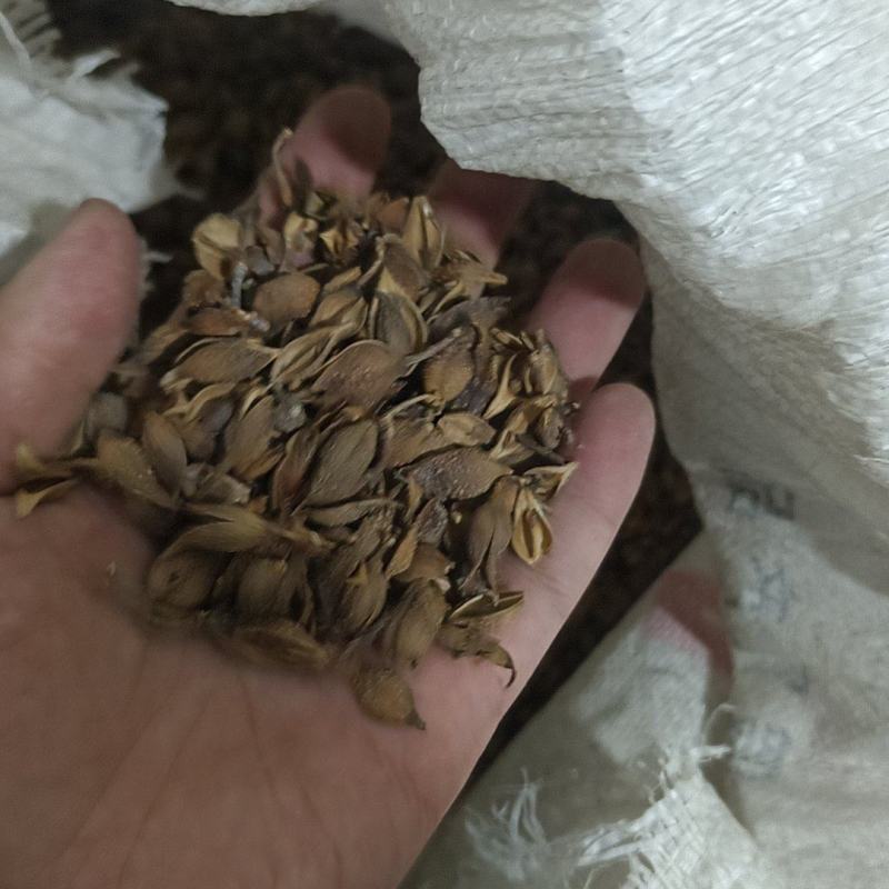 连翘供应稳定随时可聊无杂质添加