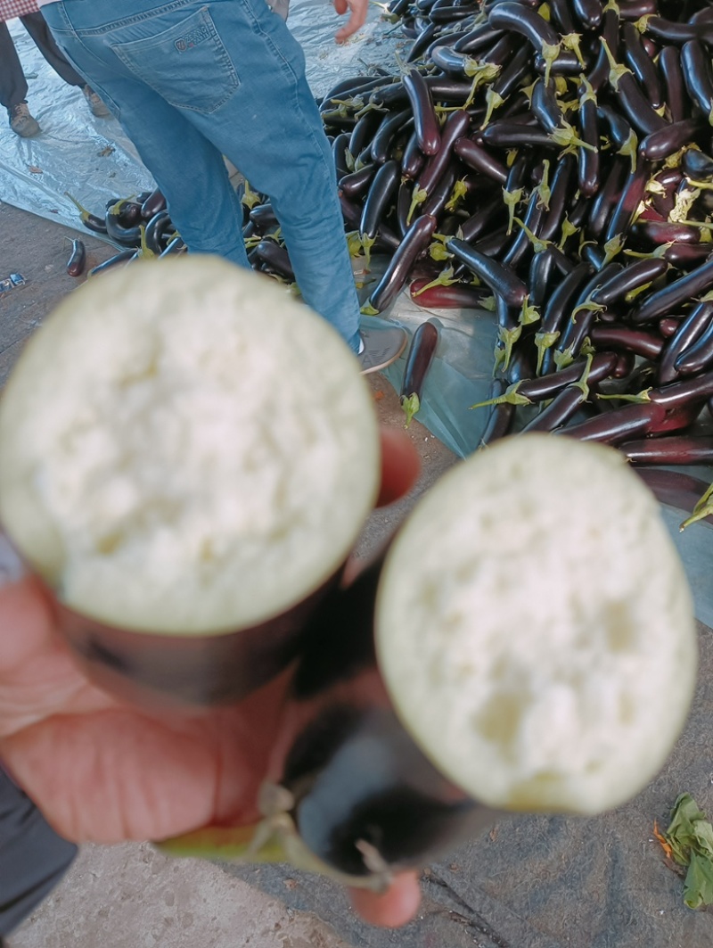 【精选紫色长茄】产地直发品质保证价格美丽欢迎咨询
