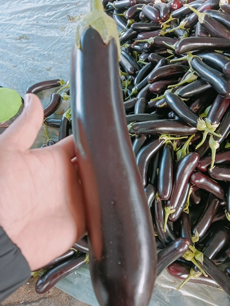 【精选紫色长茄】产地直发品质保证价格美丽欢迎咨询