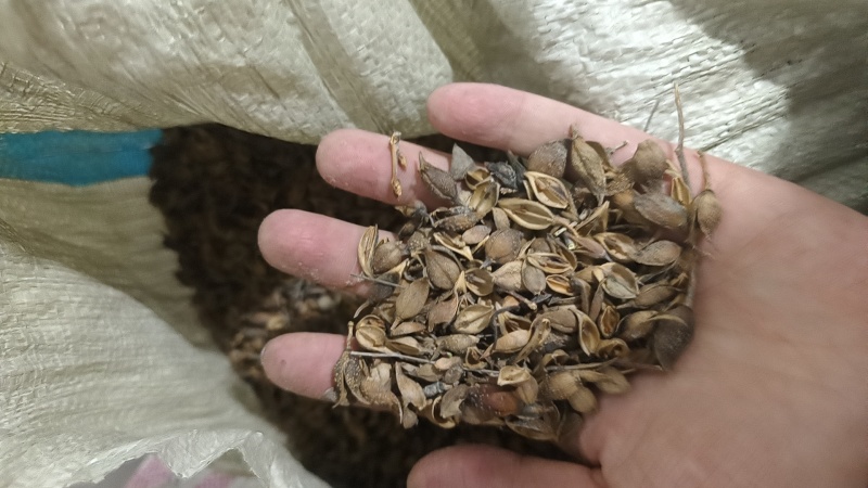 连翘供应稳定随时可聊无杂质添加