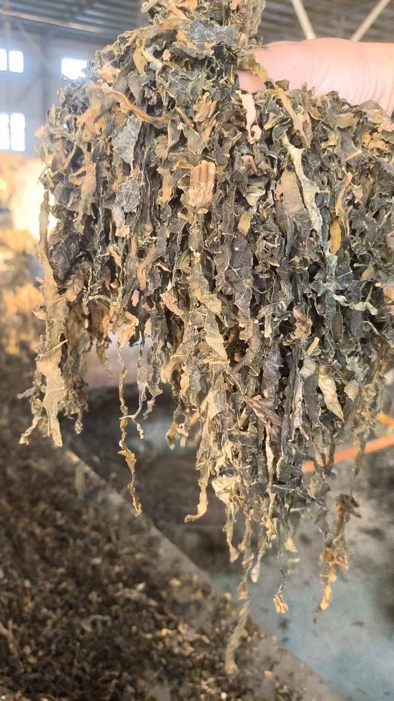 【精品】梅干菜大量现货供应手工筛选无沙无尘欢迎来电咨询