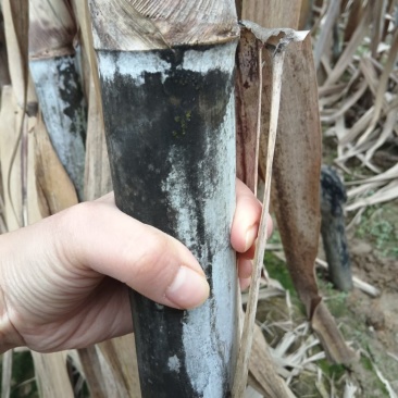 精品甘蔗10斤左右一颗，油枯种植，又泡又甜