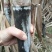 精品甘蔗10斤左右一颗，油枯种植，又泡又甜
