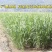 2024年新鲜茭白上市时令农家蔬菜农家种植高笋茭儿菜月子