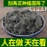 茵陈，三月前，采收头茬野生茵陈