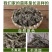 茵陈，三月前，采收头茬野生茵陈