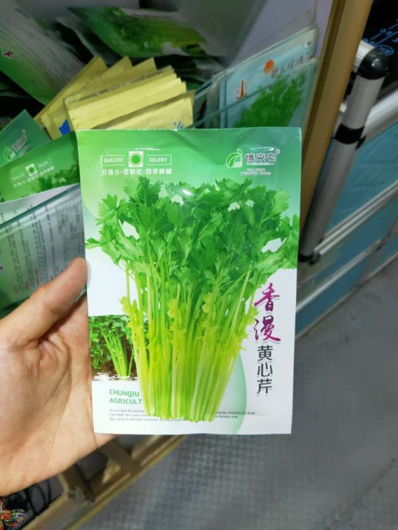 翡翠黄空心芹菜种子黄心芹菜种籽小香芹黄嫩西芹春秋蔬菜