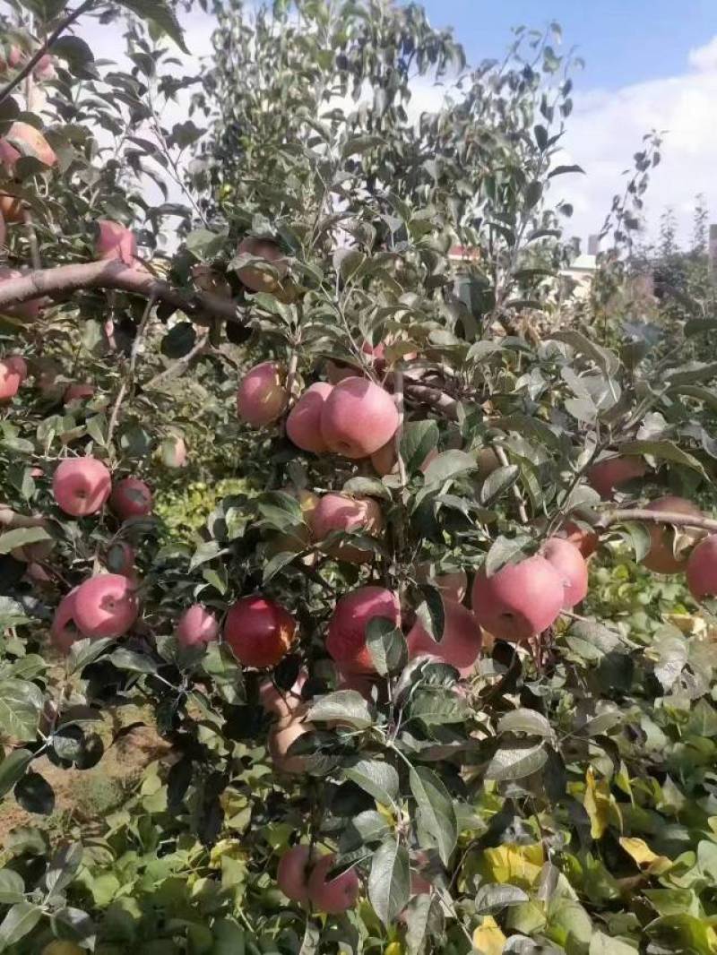 新鲜脆甜苹果，健康美味，尽在这里！