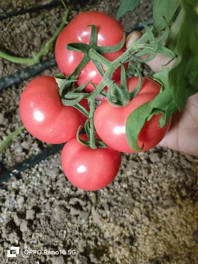 硬粉西红柿种植基地，颜色亮，果型好，口感好，货架期长。