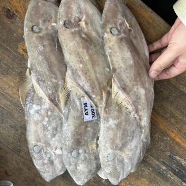马面鱼300/500。340一件9.3公斤