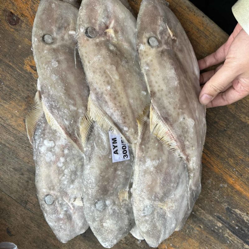 马面鱼300/500。340一件9.3公斤