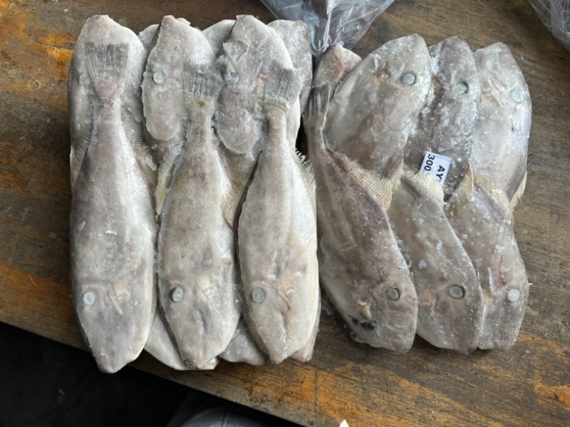 马面鱼300/500。340一件9.3公斤
