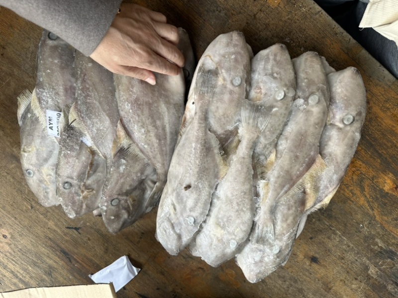 马面鱼300/500。340一件9.3公斤