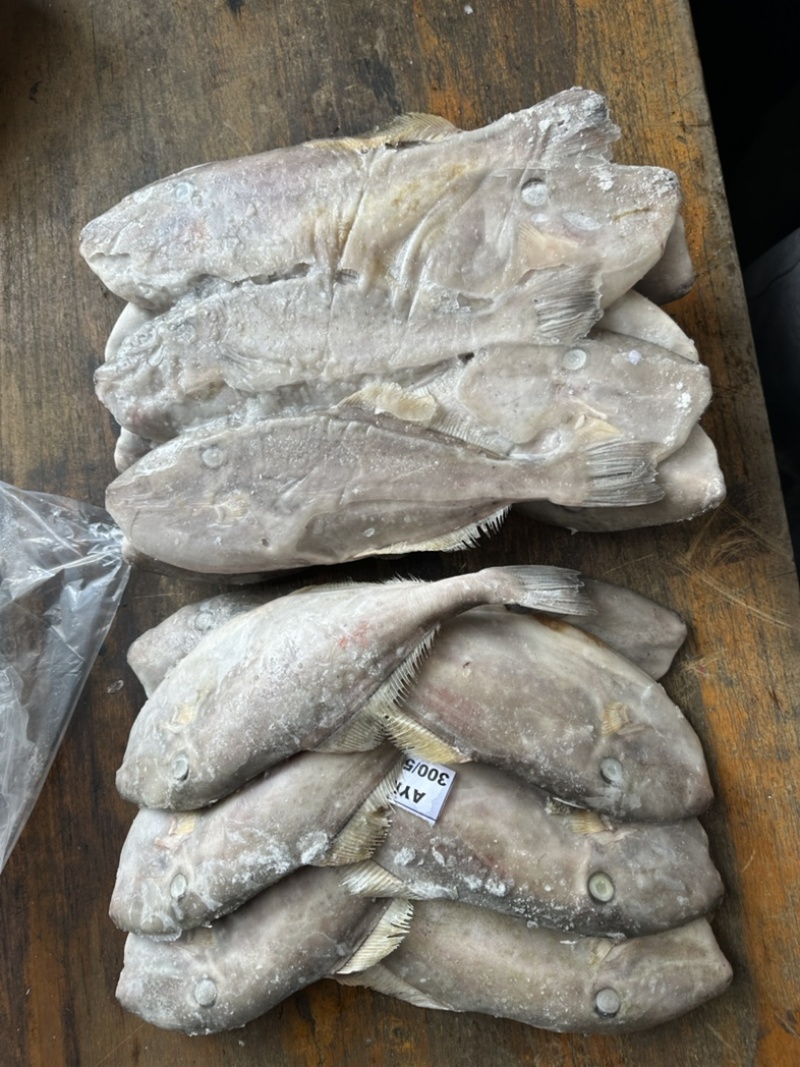 马面鱼300/500。340一件9.3公斤