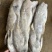 马面鱼300/500。340一件9.3公斤