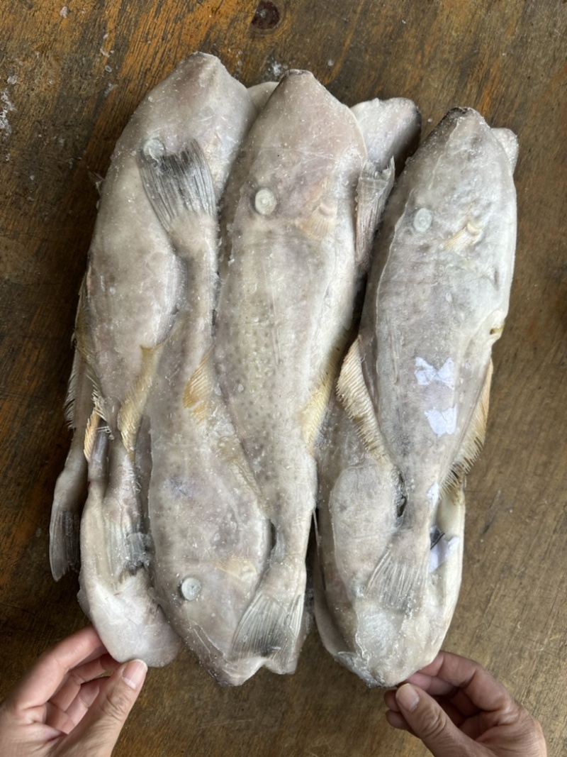 马面鱼300/500。340一件9.3公斤