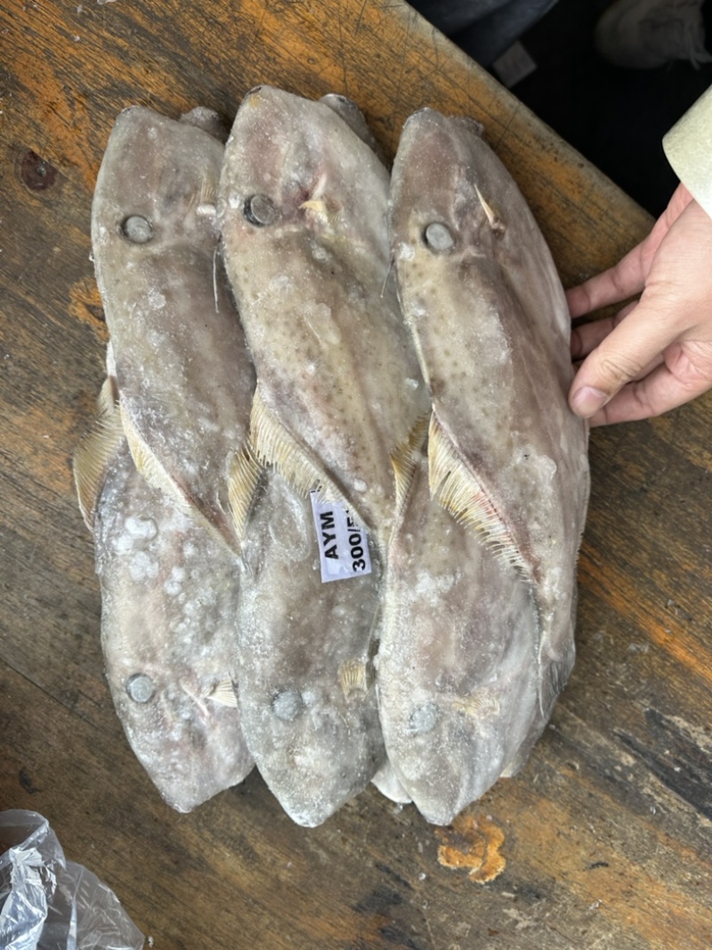 马面鱼300/500。340一件9.3公斤