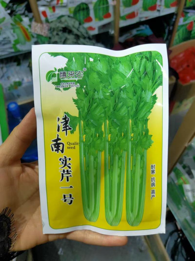 芹菜种子津南实芹1号芹菜种子实心芹菜庭院农户大田蔬菜种子