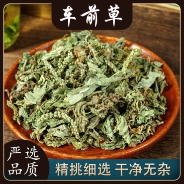 车前草，甘肃纯野生，整株车前草，颜色清含量高