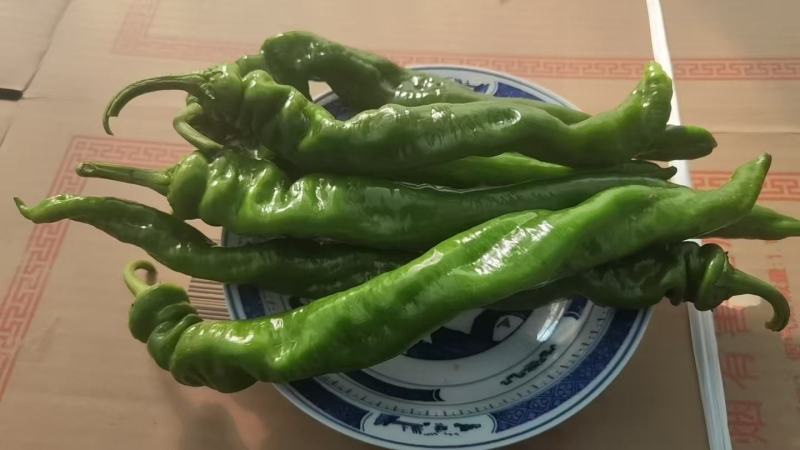 费县新鲜螺丝椒，色泽鲜亮，口感脆嫩，农家直供，健康美味，尽