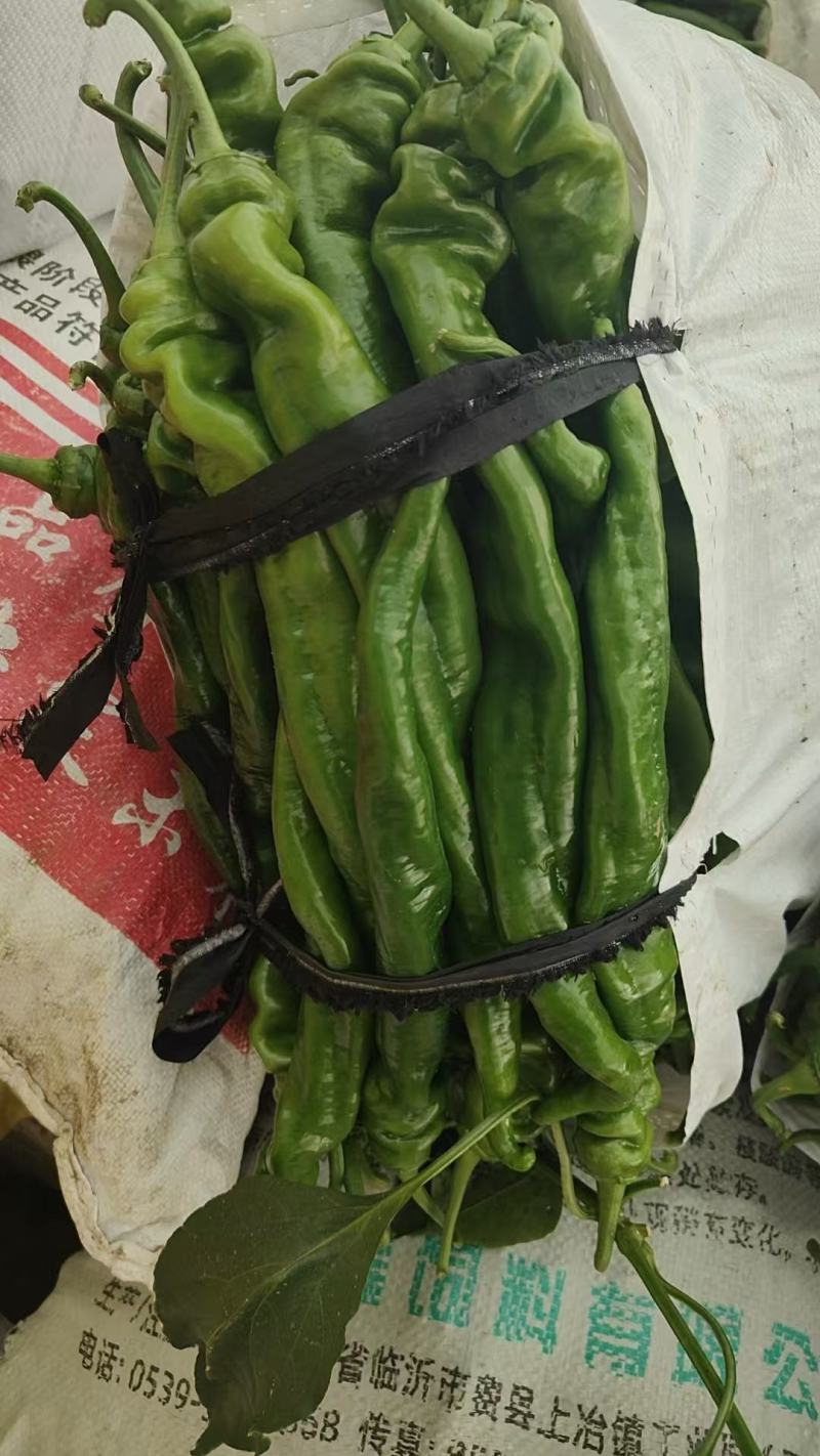 费县新鲜螺丝椒，色泽鲜亮，口感脆嫩，农家直供，健康美味，尽