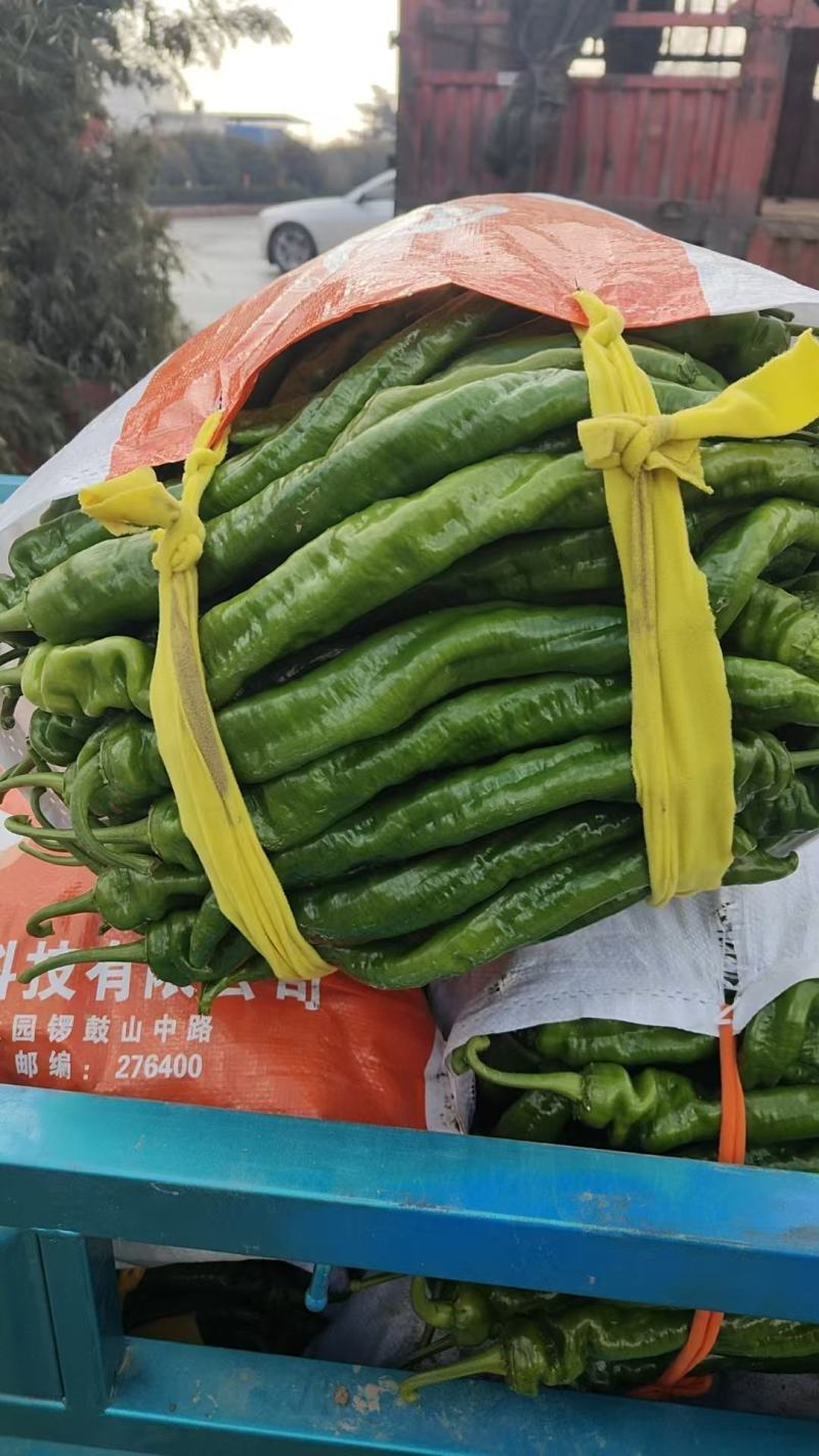 费县新鲜螺丝椒，色泽鲜亮，口感脆嫩，农家直供，健康美味，尽
