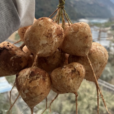 大凉山里庄土瓜现在正是口感最佳的时期因为要过彝族年便宜卖