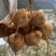 大凉山里庄土瓜现在正是口感最佳的时期因为要过彝族年便宜卖
