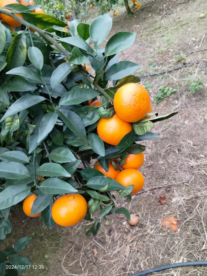 成色好好，需要的联系