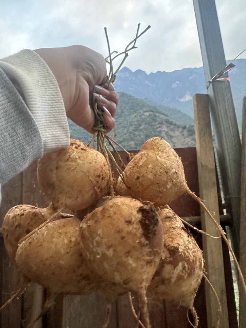 大凉山里庄土瓜现在正是口感最佳的时期因为要过彝族年便宜卖