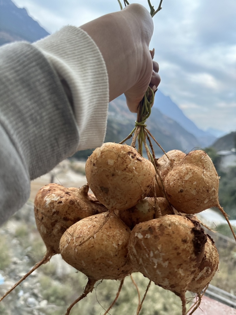 大凉山里庄土瓜现在正是口感最佳的时期因为要过彝族年便宜卖