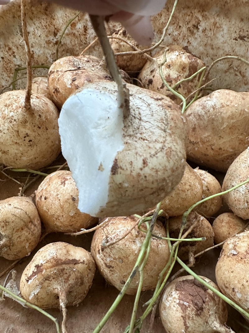 大凉山里庄土瓜现在正是口感最佳的时期因为要过彝族年便宜卖