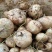 大凉山里庄土瓜现在正是口感最佳的时期因为要过彝族年便宜卖