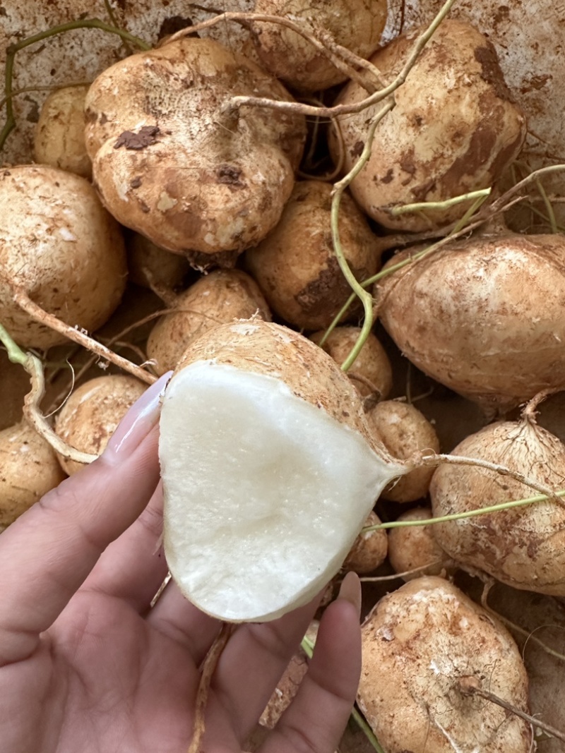 大凉山里庄土瓜现在正是口感最佳的时期因为要过彝族年便宜卖