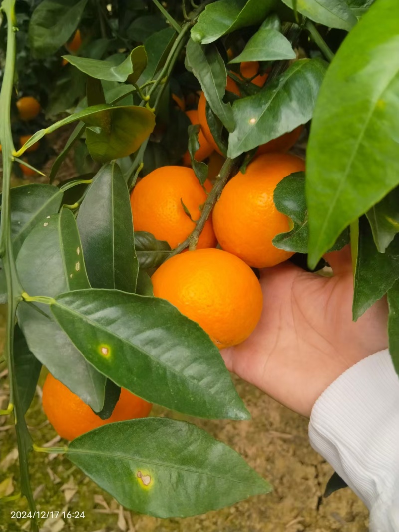 成色很好，有需要的联系我