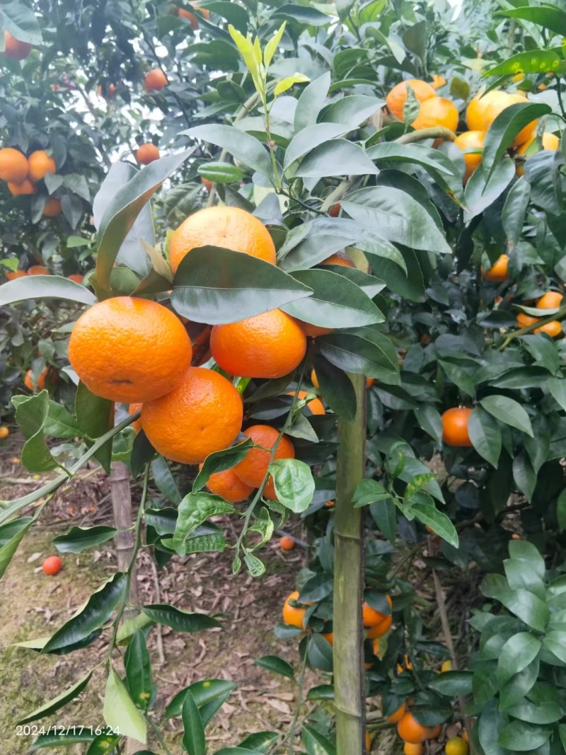 成色很好，有需要的联系我