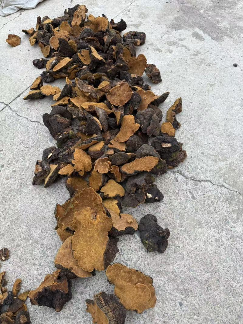 大山里面的岩桑黄干货大量批发