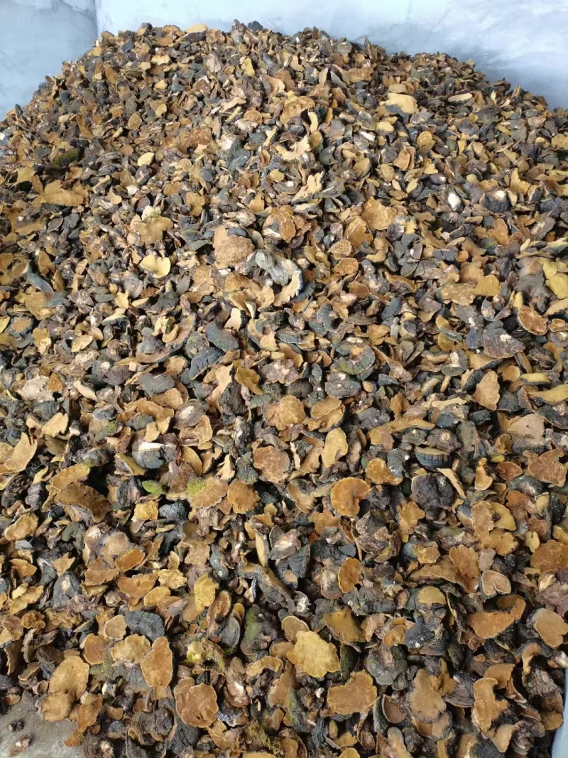 大山里面的岩桑黄干货大量批发