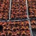 【红叶姬】山东济南精品多肉植物状态如图所示
