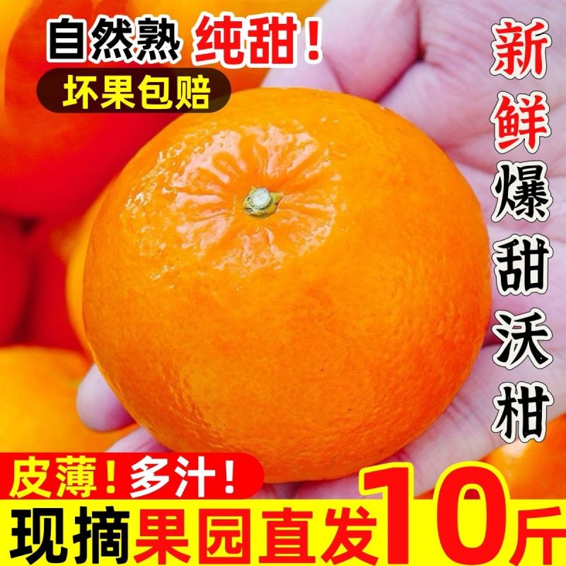 【新鲜现摘】正宗广西武鸣沃柑2024应季新鲜甜水果橘子桔子
