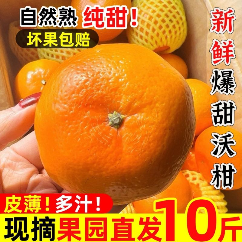 【新鲜现摘】正宗广西武鸣沃柑2024应季新鲜甜水果橘子桔子