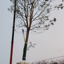 香樟