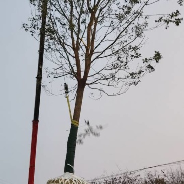 香樟