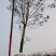 香樟