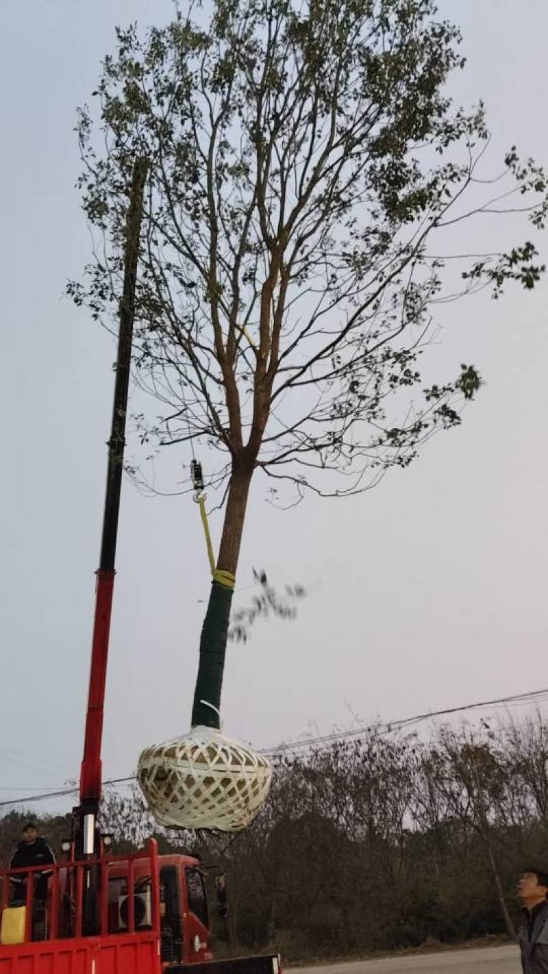 香樟