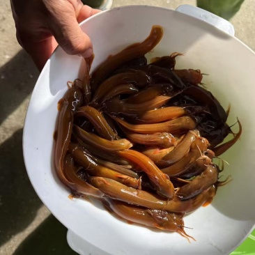 水蜂子学名白缘䱀60-80个160一斤