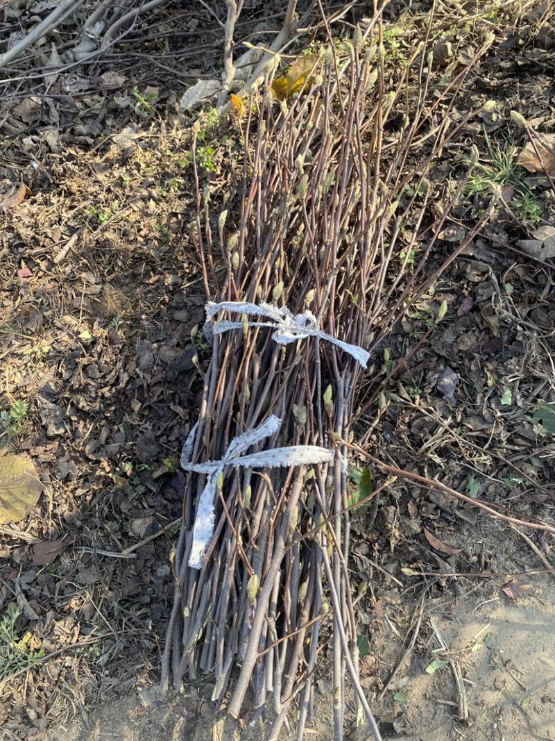 玉兰枝条